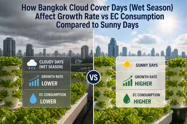 How Bangkok wet season cloud cover affects growth rate and EC consumption compared to sunny days