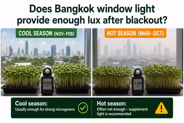 Bangkok window light for microgreens after blackout: cool season vs hot season reality