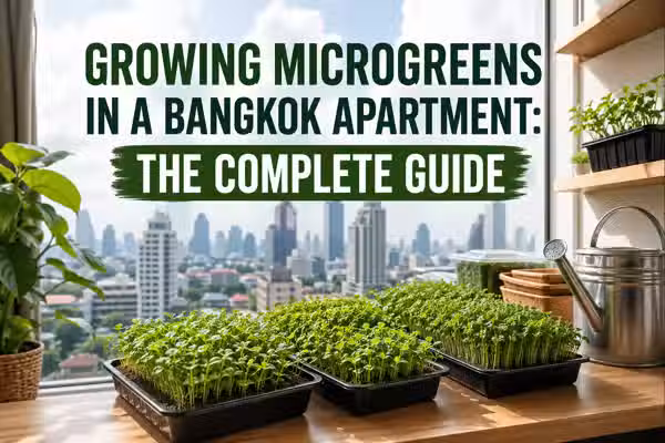 Microgreen temperature management in a Bangkok apartment: what the sensor data actually shows